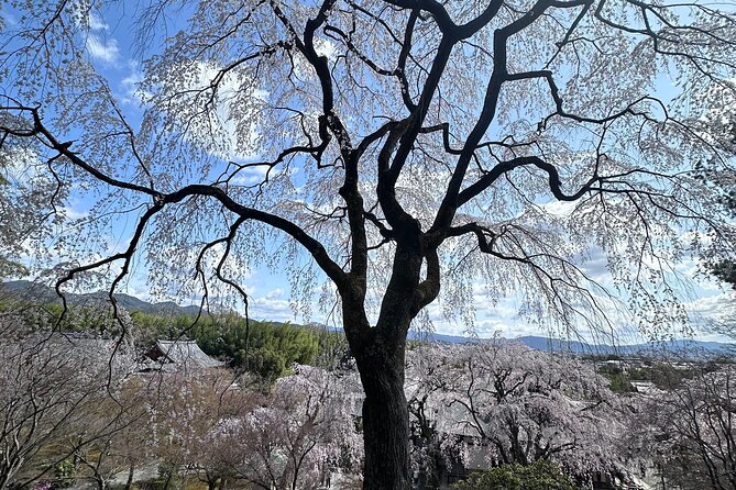Kyoto Private Customizable Day Trip With English chauffeur - Arashiyama Bamboo Forest first: a full 90 minutes to slow down