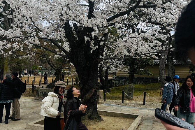Kyoto Private & Customizable Tour with English-Speaking Driver - Kinkakuji Temple: Gold Leaf Beauty With a Built-In Time Slot