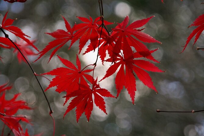 Kyoto: Private Flexible 3 hours tour with a local guide - Key takeaways before you book
