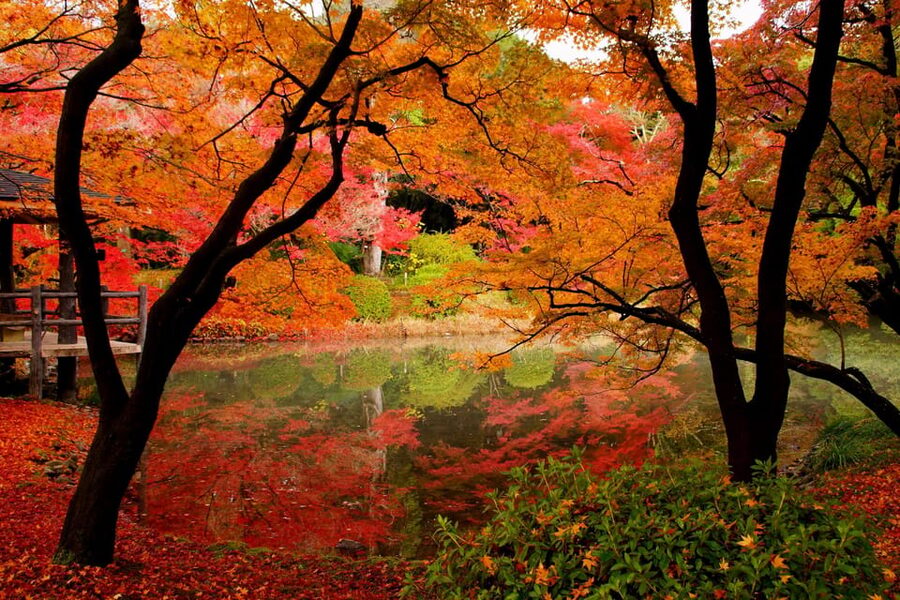 Kyoto: Private Full-Day Customizable World Heritage Tour - Arashiyama Bamboo Forest and Tenryuji: Nature, Then Temple Calm