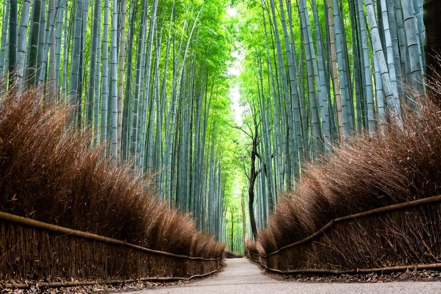 Kyoto: Private Full-Day Tour by Car - Lunch in Kyoto: Included by the Guide, Not by the Price