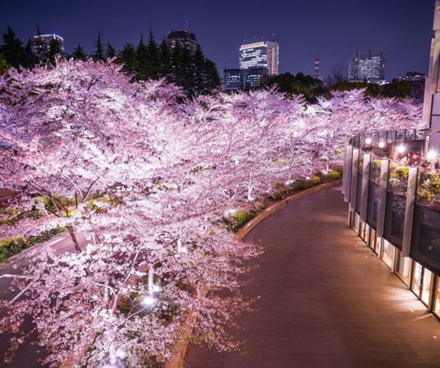 Kyoto: Private Highlights Tour with Guide and Luxury Vehicle - What the Guide Gets Right, From Timing to Photo Spots
