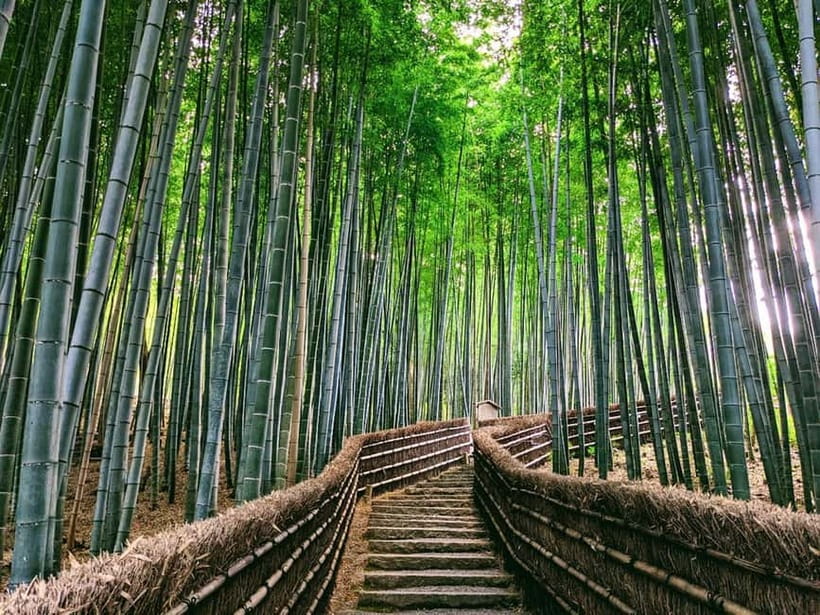 Kyoto:Quiet Arashiyama and Sagano Temples - Sagano Bamboo Grove views: calm time on the edges