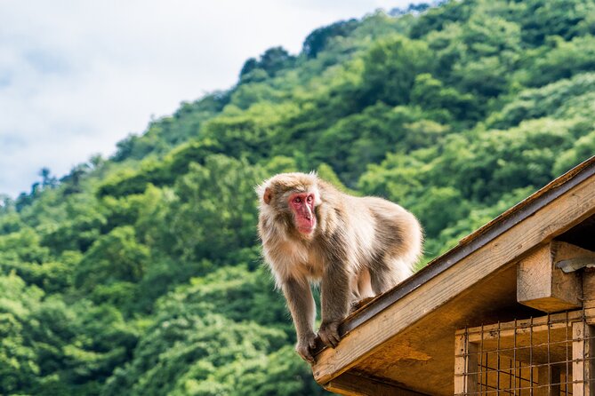 Kyoto's Top City Highlights: 2-Day Private Tour Experience - Day 2: Arashiyama bamboo, Tenryu-ji garden time, river views, Togetsu Bridge, and Monkey’s Park