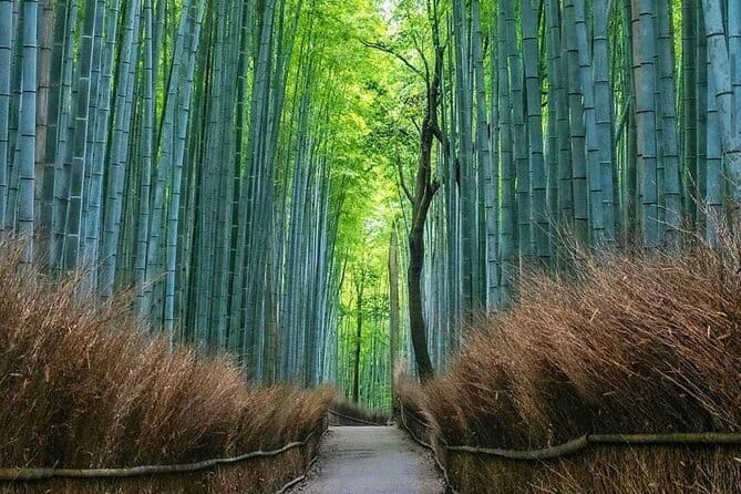 Kyoto tour 12 hours Private Nagoya pick up available - A private Kyoto day that starts with less hassle