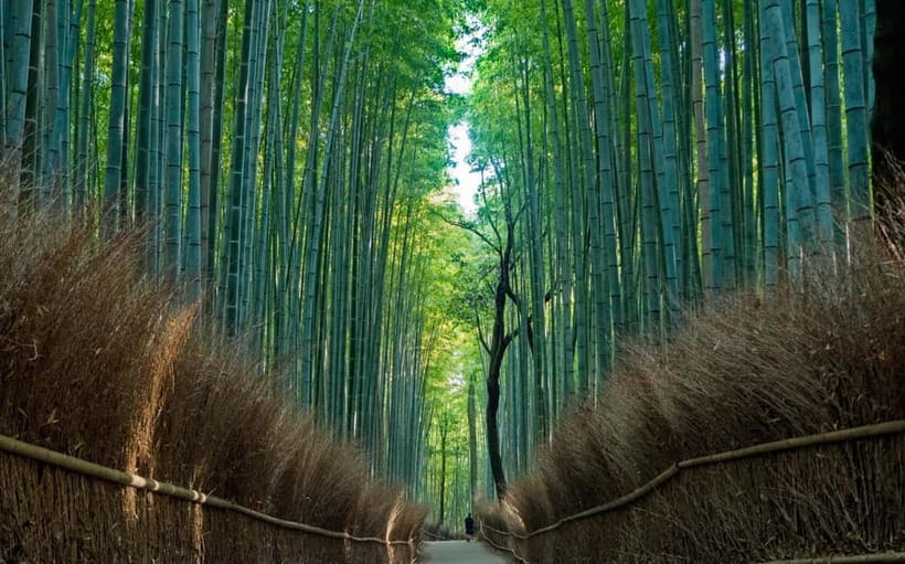 Kyoto UNESCO World Heritage Sites 1d Tour from Osaka/Kyoto - Kiyomizudera Wooden Stage, Otowa Waterfall, and the Skyline Views
