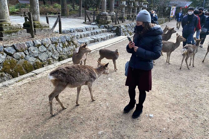 Nara 6hr Private Tour with Government-Licensed Guide - Horyu-ji and the oldest-feeling temple vibe