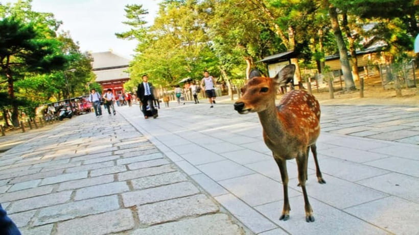 Nara attractive tour with local guide (4hours) - Kasuga Taisha’s Red Halls and the Lantern Atmosphere
