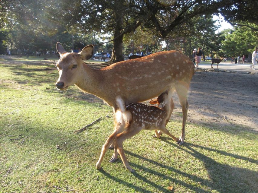 NARA: Budda gigante, Cervi liberi nel parco (Guida italiana) - Nara Park Deer: Seeing the City and the Wildlife in One Frame