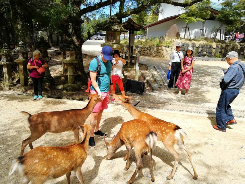 Nara: City Highlights Shared Group or Private Bike Tour - Tōdai-ji in Person: Giant Buddha and the Big Ideas