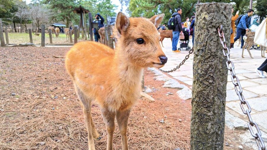 Nara: City Highlights Shared Group or Private Bike Tour - Bike Pacing, Fitness Level, and What the Tour Actually Feels Like