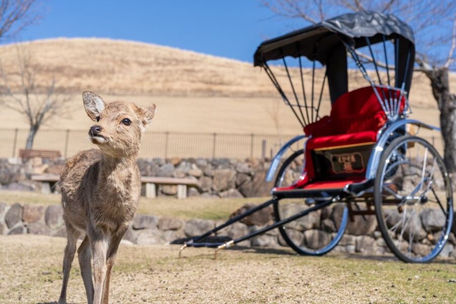 Nara: Cultural Heritage Tour by Rickshaw - Rickshaw Start Outside Todaiji, Right Where Nara Shows Its Teeth