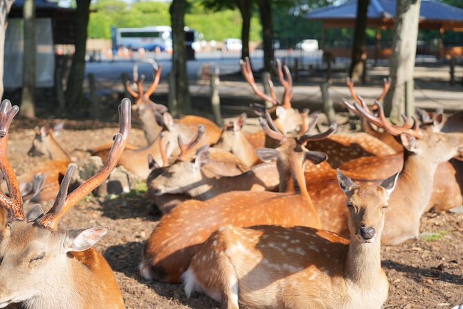Nara Early Morning Tour (Kyoto or Osaka Departure Available) - The small-group limit: the difference you feel in real time