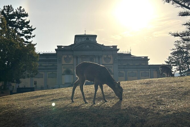 Nara Early Morning Tour (Kyoto or Osaka Departure Available) - Stop 1: Kofuku-ji Temple and the five-storied pagoda story