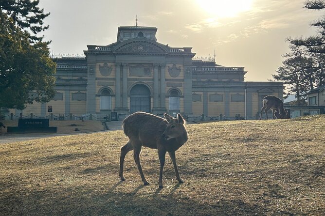 Nara Early Morning Tour (Kyoto or Osaka Departure Available) - Transport from Kyoto or Osaka, and the return plan