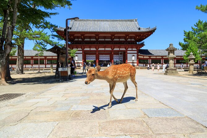 Nara: Enjoy Highlight Of Nara in 3 hours - Key highlights to know before you go