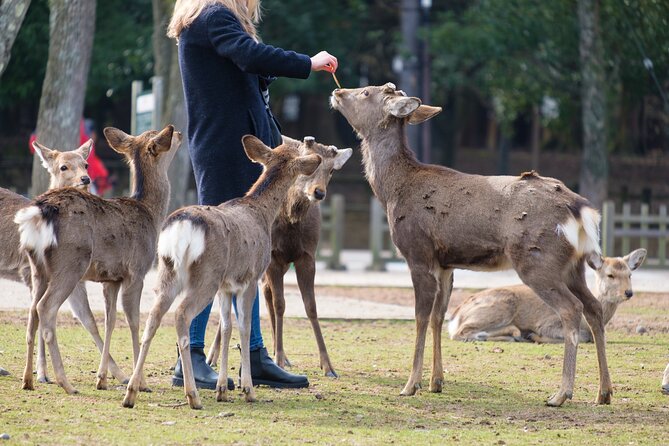 Nara: Enjoy Highlight Of Nara in 3 hours - Himuro Shrine start, Kasuga Taisha finish, and how to think about timing