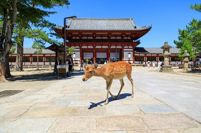 Nara: Enjoy Highlight Of Nara in 3 hours - Kasuga Taisha lantern streets: vermilion buildings and a forest hush