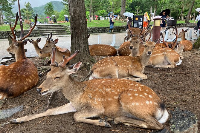 Nara: Essential Private Tour with Deer Park and Temples - Kofuku-ji Temple Chukon Hall: UNESCO-Level Focus Without the Overwhelm