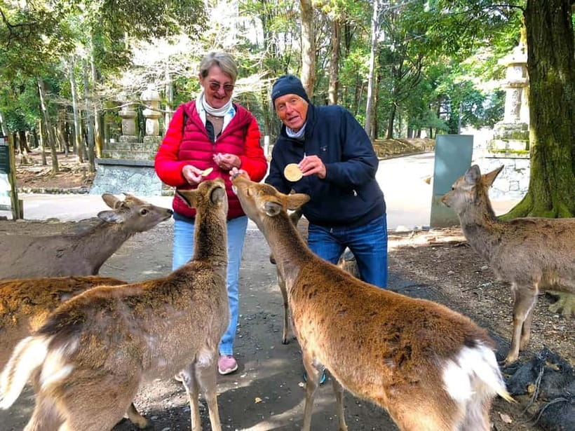 Nara: Great Buddha, Kasuga Shrine & Deer Park Tour - Key things that make this Nara tour worth your time