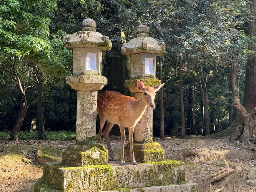 Nara: Great Buddha, Kasuga Shrine & Deer Park Tour - Price and value: what $77 covers in a 3-hour window