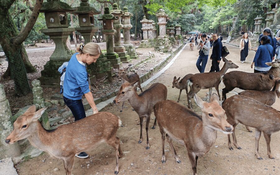 Nara: Great Buddha, Kasuga Shrine & Deer Park Tour - Nara Park deer feeding: the Shinto messenger moment