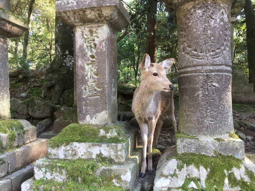 Nara: Half-Day Private Guided Tour - Key Highlights You Will Notice Fast