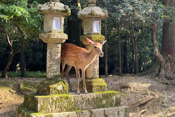 Nara: Half-Day Private Tour of 4 Must-See Spots & Deer Park - Key Highlights You Will Feel Right Away
