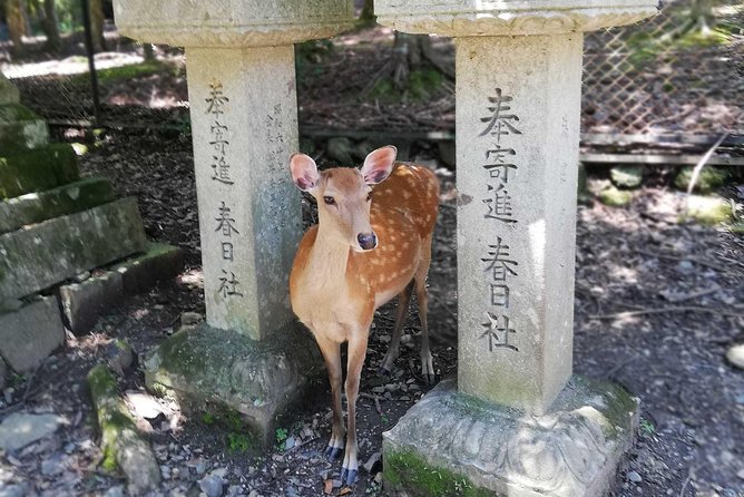 Nara Half Day Trip Walking Tour (Private Option Available) - How a half-day route makes Nara feel manageable