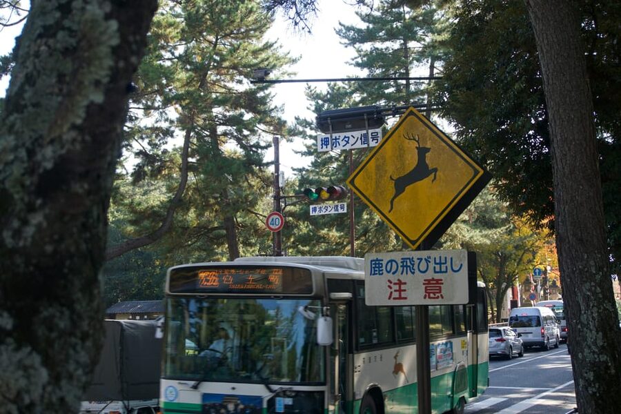 Nara Heritage Walkabout from Nara Park to Todaji-ji temple - Getting from place to place: walking comfort matters