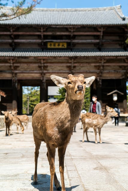 Nara Heritage Walkabout from Nara Park to Todaji-ji temple - Nara Park: shika deer, shika senbei, and calm views