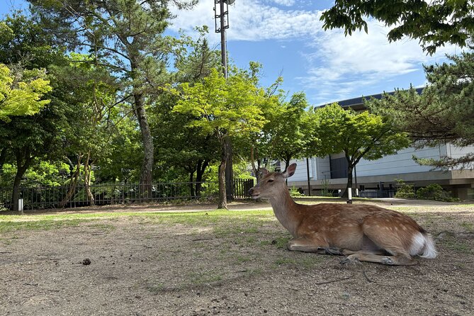 Nara Highlight Walking Tour with Furoshiki Experience with Lunch - Furoshiki wrapping: hands-on, take-home, and actually practical