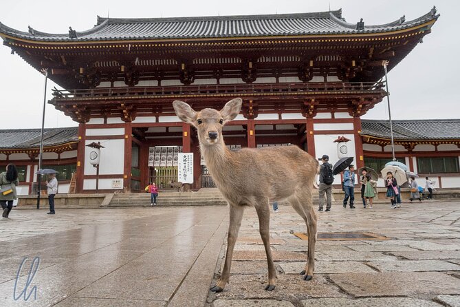 Nara Park, Osaka & Kobe from Kyoto Full Day tour - Osaka Castle in One Hour: How to Get Meaning From a Short Visit