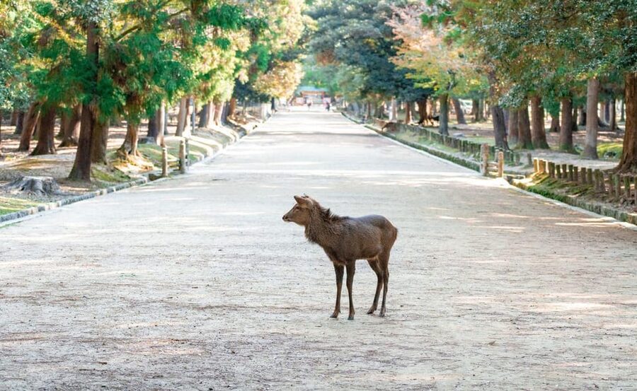 Nara: Private City Tour With A Local Guide - A Private Nara Day From Osaka or Kyoto, Built Around Your Interests