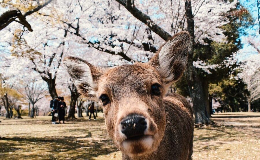 Nara: Private City Tour With A Local Guide - Todai-ji First: The Great Buddha and Nandaimon Gate Views