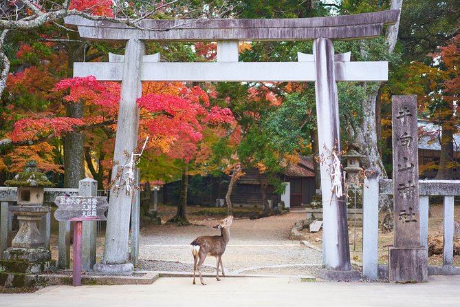 Nara Private Customizable Half Day Tour - How a 4-hour private plan keeps Nara from feeling like a maze