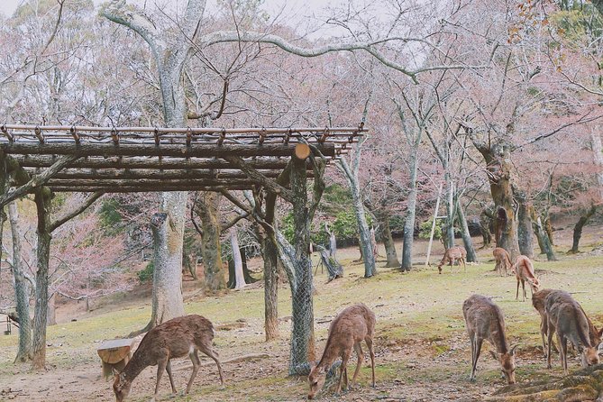 Nara Private Customizable Half Day Tour - Picking 2 to 3 sites: your custom mix, from Nara Park to museums