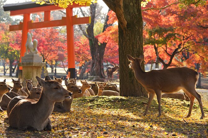 Nara Private Day Trip - Enjoy Your First-Time Visit to Nara! - Kofuku-ji Temple: five-story pagoda energy and plenty to see in 50 minutes