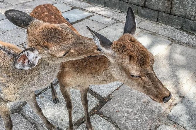 Nara Private Day Trip - Enjoy Your First-Time Visit to Nara! - Kasuga Grand Shrine in Nara Park: where deer fit into the story