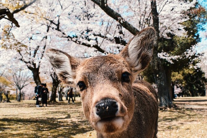 Nara : Private Day Walking Tour (From Osaka/Kyoto Possible) - Key Things About This Nara Tour That Matter