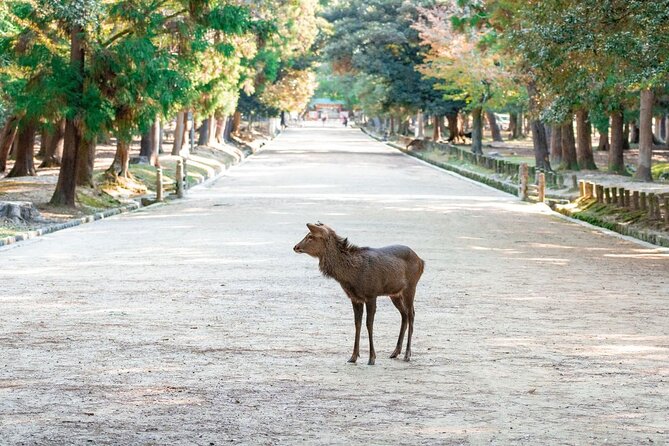 Nara : Private Day Walking Tour (From Osaka/Kyoto Possible) - Why This Private Nara Walk Feels Like a Day You Can Control