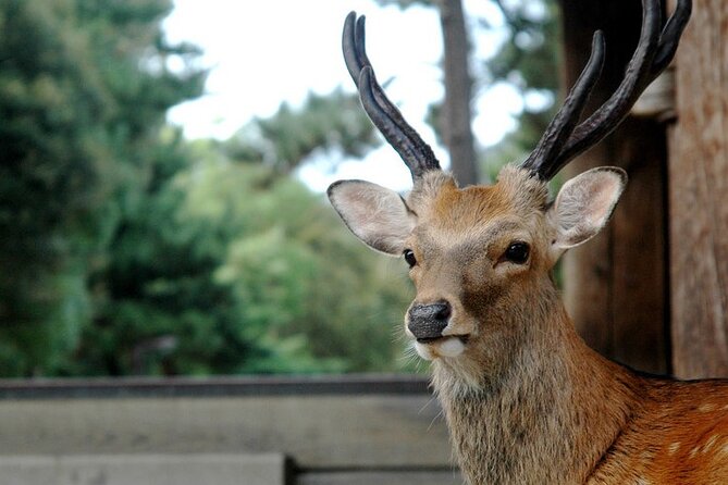Nara Private Tour: Flexible Pickup from Kyoto, Osaka, or Nara - Naramachi old town: the quiet warm-up before the temples