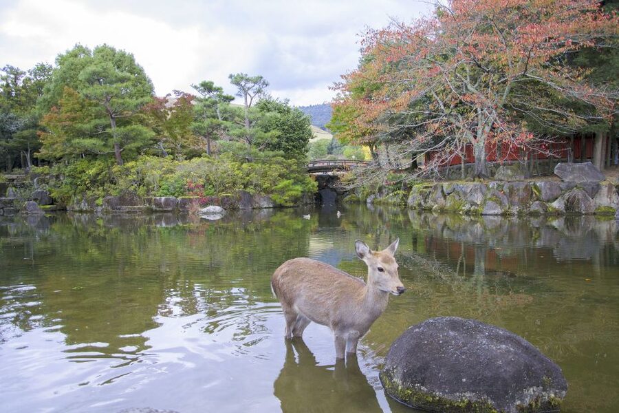 Nara: Private Walking Tour with a Local - Key highlights before you go