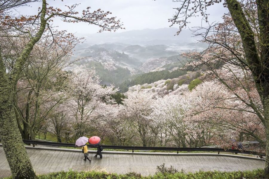 Nara: Private Walking Tour with a Local - A 3 to 6 hour pace you can actually control