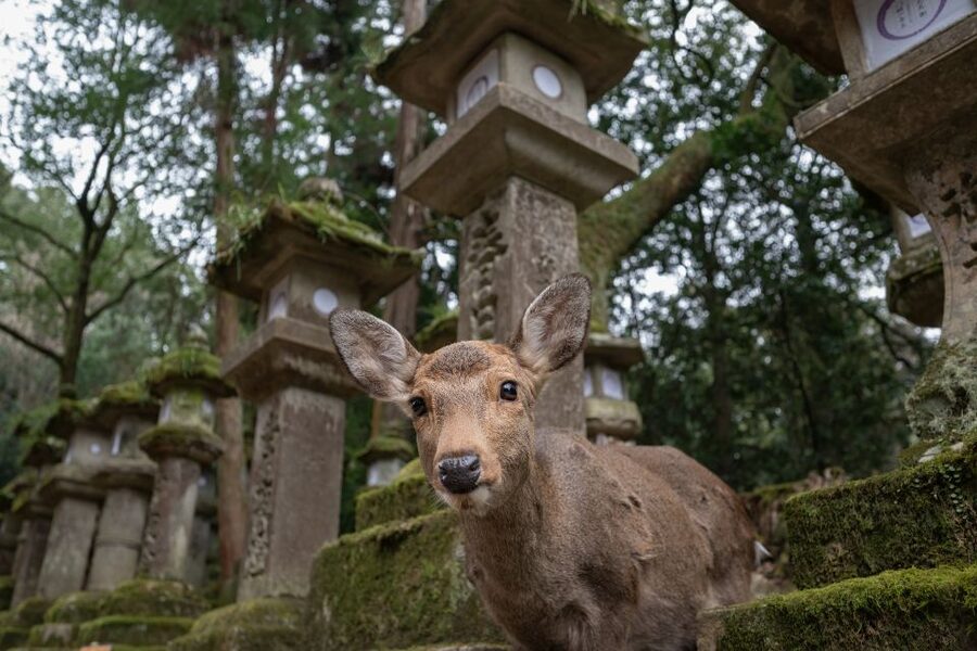 Nara: Todai-ji y parque de Nara (Spanish Guide) - Price, value, and who this Spanish guide tour is for