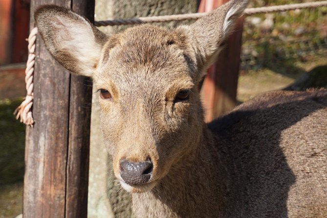 Nara Todaiji Lazy Bird Walking Tour - Why this 4-hour Nara temple loop makes sense