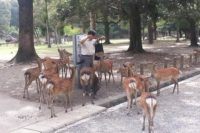 Nara Todaiji Lazy Bird Walking Tour - Daibutsuden and the Great Buddha Hall: the stop you’ll talk about later