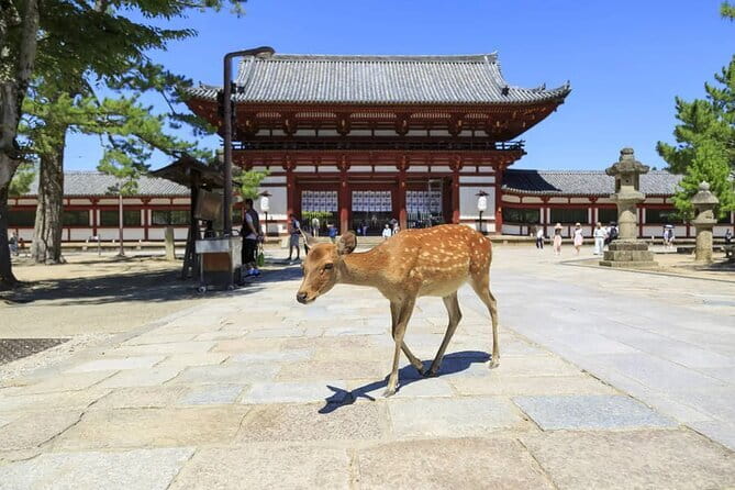 NARUTO & BORUTO at Nijigen no Mori Park Entry& Bus Transportation - Chi no Maki Earth Scroll Mission: find 12 seals and seal the monster
