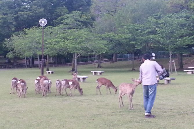 One-Day Walking Tour of Amazing 8th Century Capital Nara - Why the private guide makes Nara feel easier