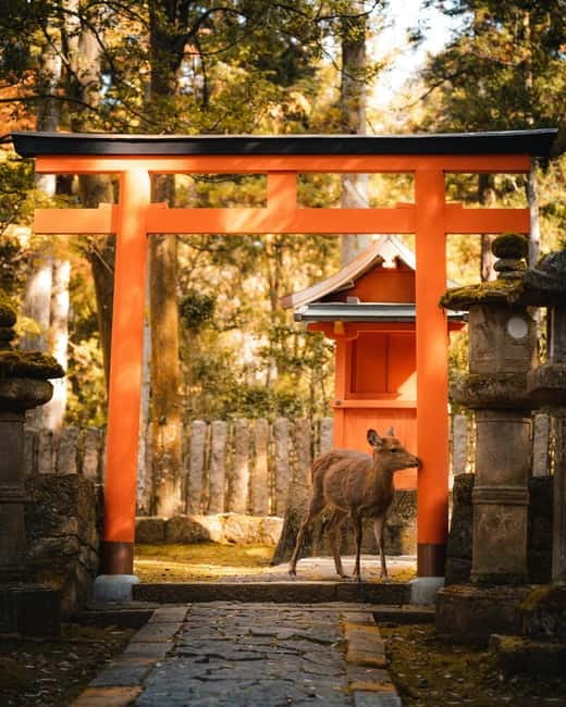Osaka: Kyoto and Nara Private Day Trip - Kinkaku-ji gold leaf calm and Arashiyama Bamboo Forest quiet time